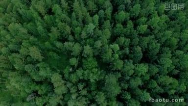 空中无人机在<strong>森林</strong>上空射击。无人机在树木和道路上方向前飞行